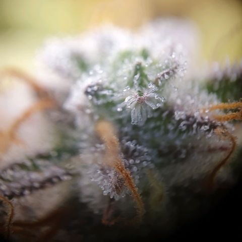 Francesca III  growlog timeline photo