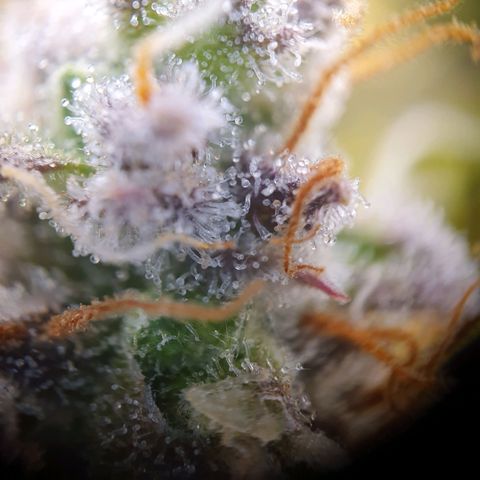 Francesca III  growlog timeline photo