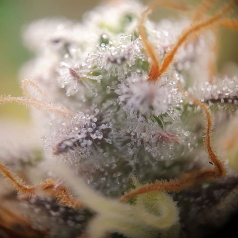 Francesca III  growlog timeline photo
