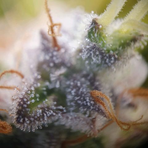 Francesca III  growlog timeline photo