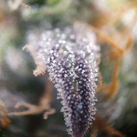 Francesca III  growlog timeline photo