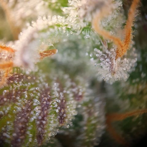 Francesca III  growlog timeline photo