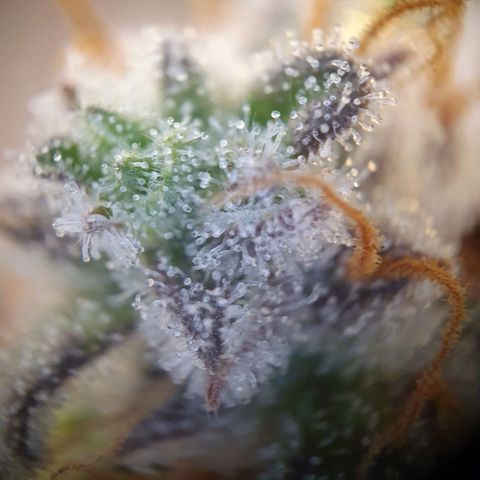 Francesca III  growlog timeline photo