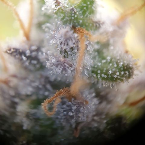 Francesca III  growlog timeline photo