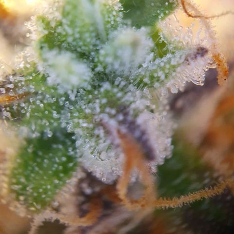 Francesca III  growlog timeline photo