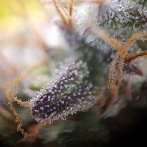 Francesca III  growlog timeline photo