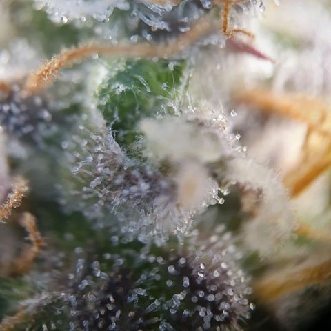 Francesca III  growlog timeline photo