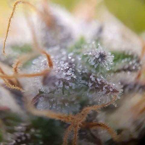 Francesca III  growlog timeline photo