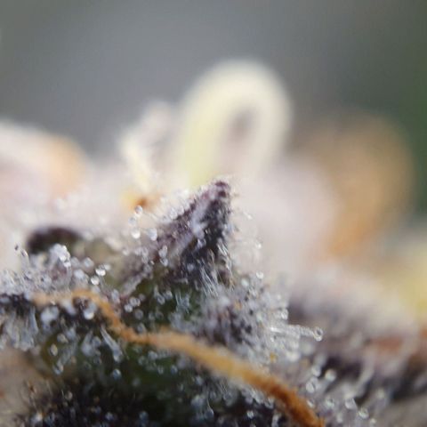 Francesca III  growlog timeline photo