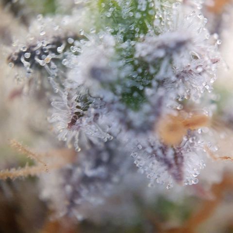 Francesca III  growlog timeline photo