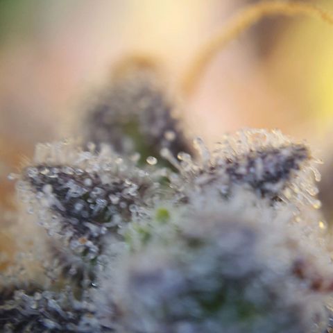 Francesca III  growlog timeline photo
