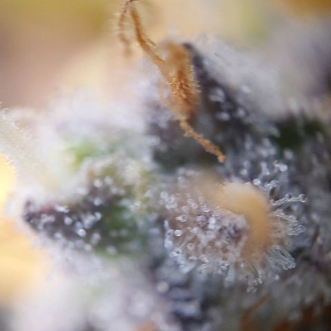 Francesca III  growlog timeline photo