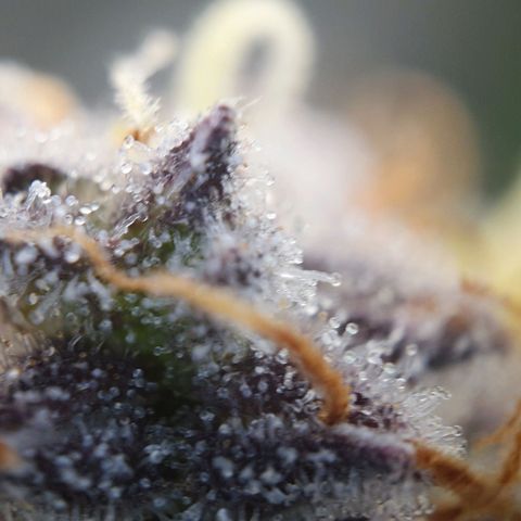 Francesca III  growlog timeline photo