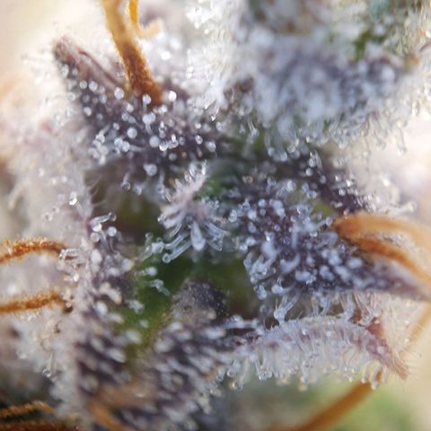 Francesca III  growlog timeline photo