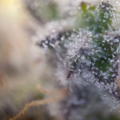 Francesca III  growlog timeline photo