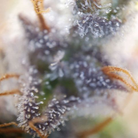 Francesca III  growlog timeline photo