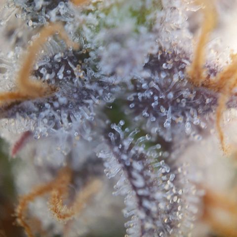 Francesca III  growlog timeline photo