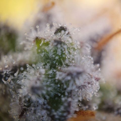 Francesca III  growlog timeline photo