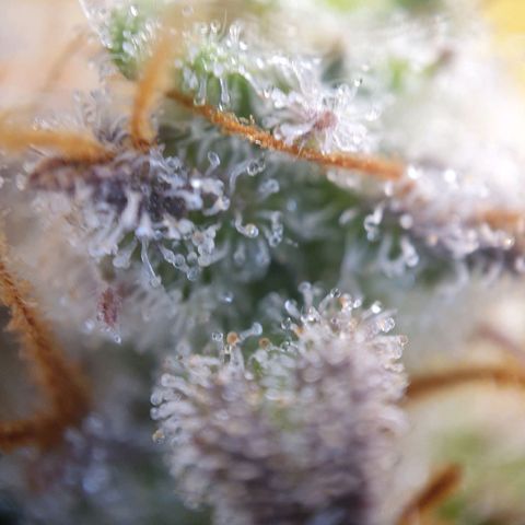 Francesca III  growlog timeline photo