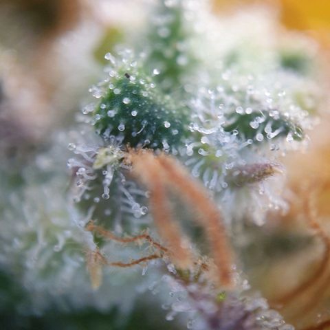 Francesca III  growlog timeline photo