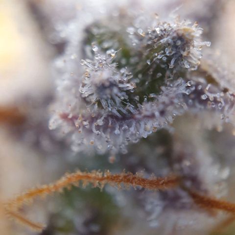 Francesca III  growlog timeline photo