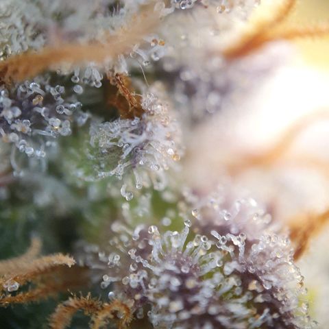Francesca III  growlog timeline photo