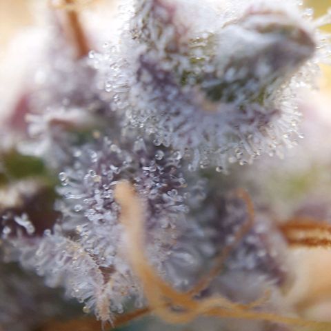 Francesca III  growlog timeline photo