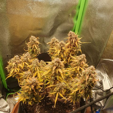 Francesca III  growlog timeline photo