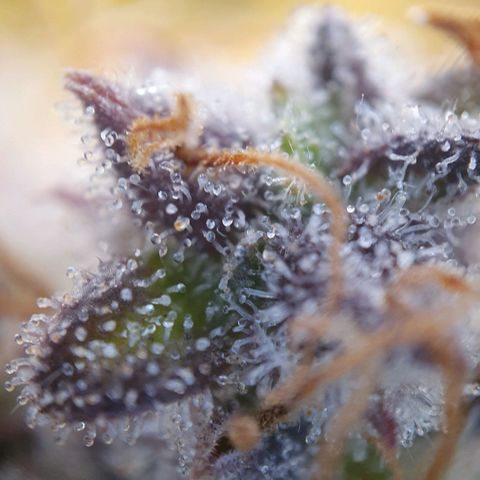 Francesca III  growlog timeline photo