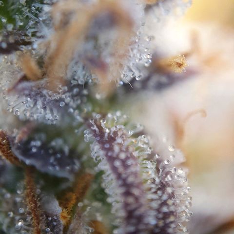 Francesca III  growlog timeline photo