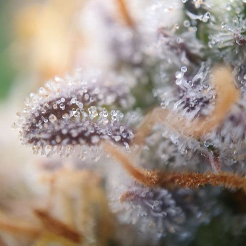 Francesca III  growlog timeline photo