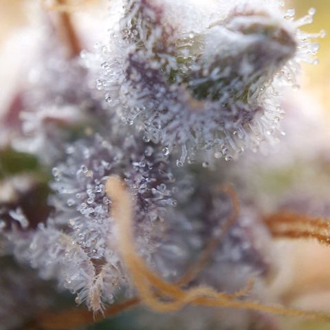 Francesca III  growlog timeline photo
