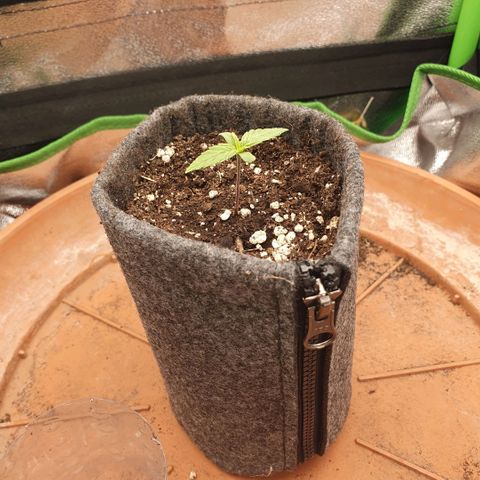 Pflanzlord growlog timeline photo