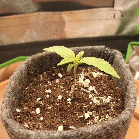 Pflanzlord growlog timeline photo