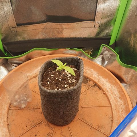 Pflanzlord growlog timeline photo