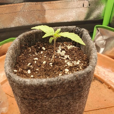 Pflanzlord growlog timeline photo