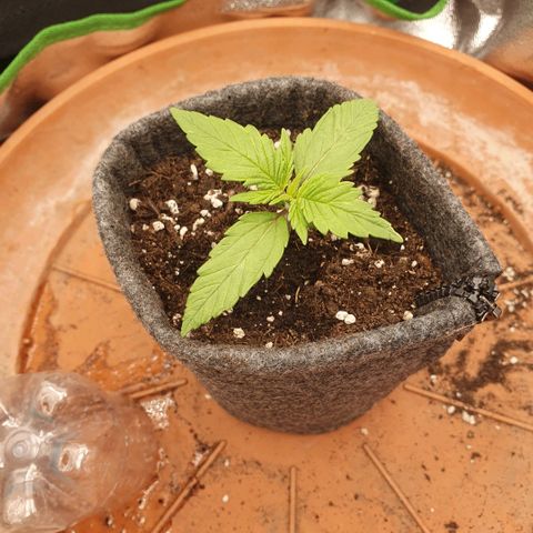 Pflanzlord growlog timeline photo