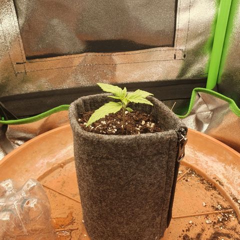Pflanzlord growlog timeline photo