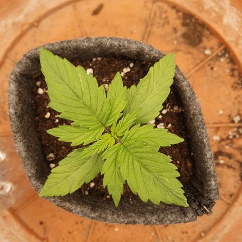 Pflanzlord growlog timeline photo
