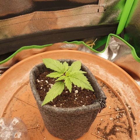 Pflanzlord growlog timeline photo
