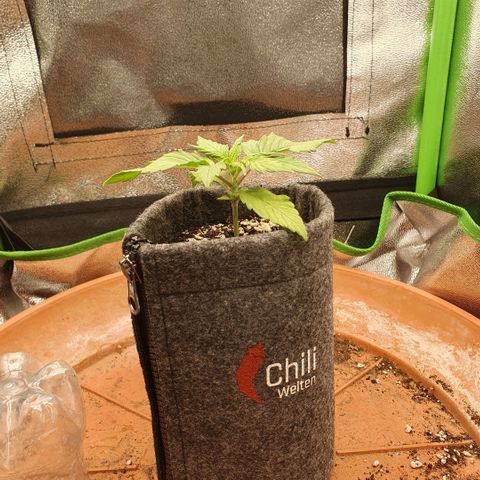 Pflanzlord growlog timeline photo