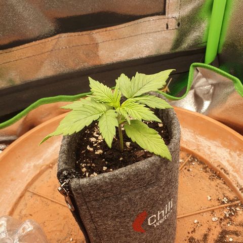 Pflanzlord growlog timeline photo