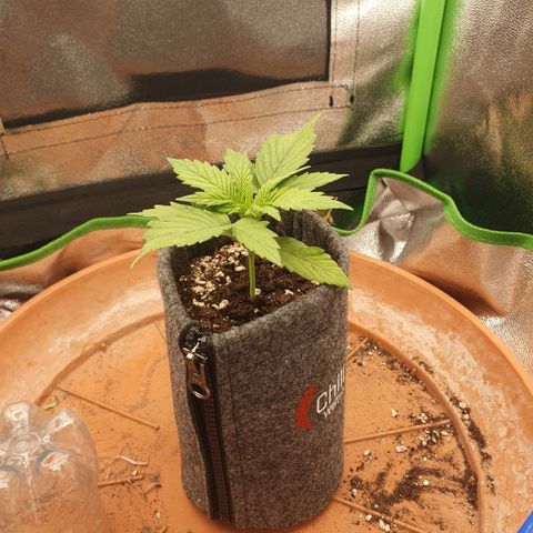 Pflanzlord growlog timeline photo