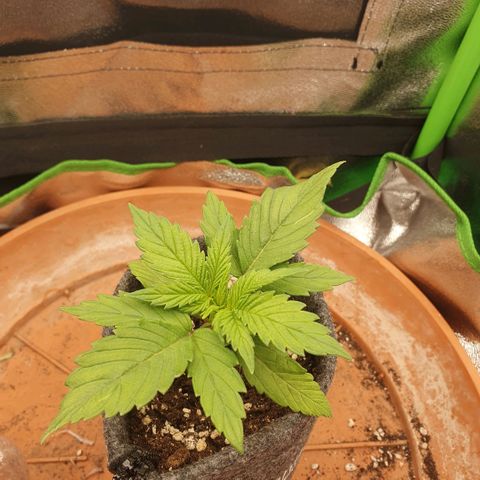 Pflanzlord growlog timeline photo