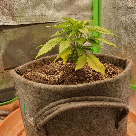 Pflanzlord growlog timeline photo