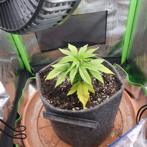 Pflanzlord growlog timeline photo