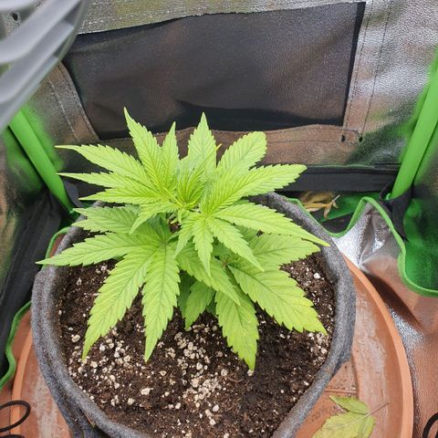 Pflanzlord growlog timeline photo