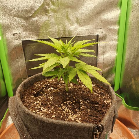 Pflanzlord growlog timeline photo