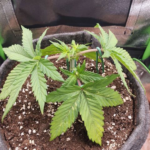 Pflanzlord growlog timeline photo