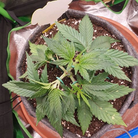 Pflanzlord growlog timeline photo